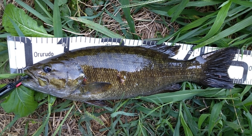 スモールマウスバスの釣果