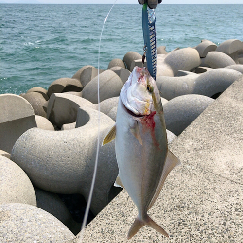 ネリゴの釣果