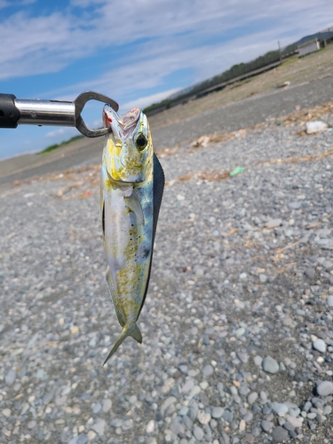 シイラの釣果