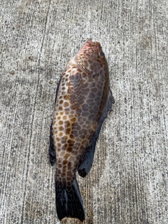 オオモンハタの釣果