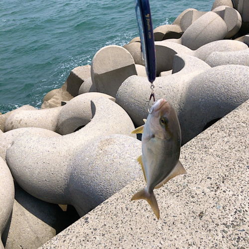 ネリゴの釣果