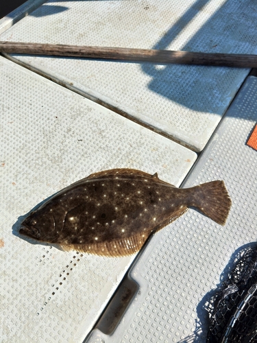 ヒラメの釣果