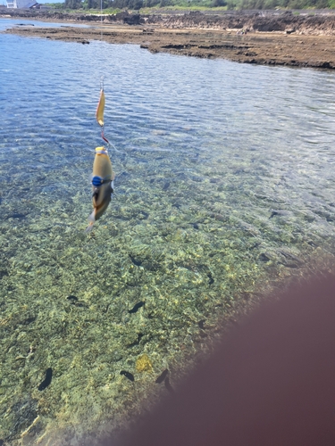 ムラサメモンガラの釣果