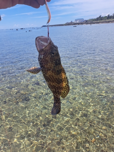 カンモンハタの釣果