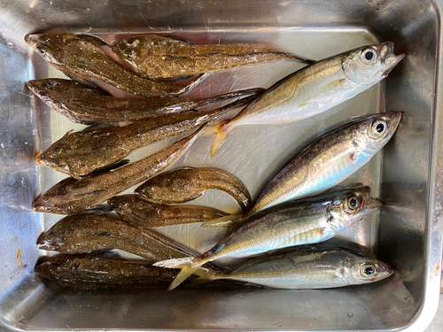 メゴチの釣果