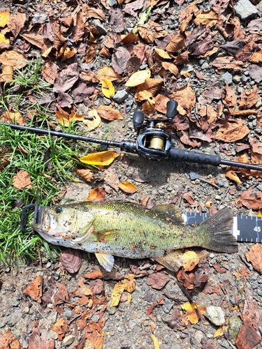 ブラックバスの釣果