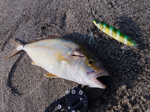 カンパチの釣果