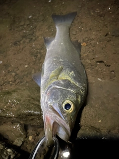 ヒラスズキの釣果