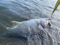 キビレの釣果