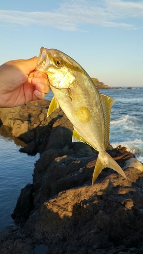 ショゴの釣果