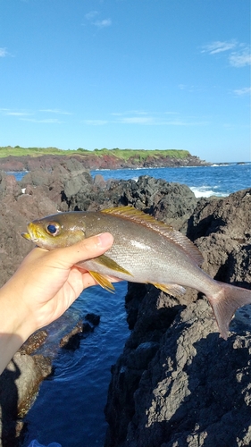 イサキの釣果