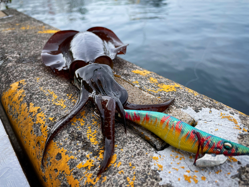 アオリイカの釣果