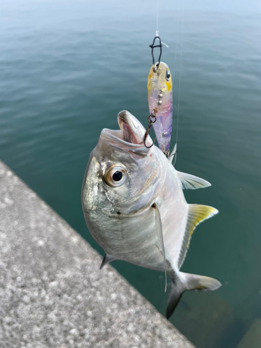 メッキの釣果