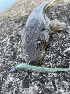 マゴチの釣果