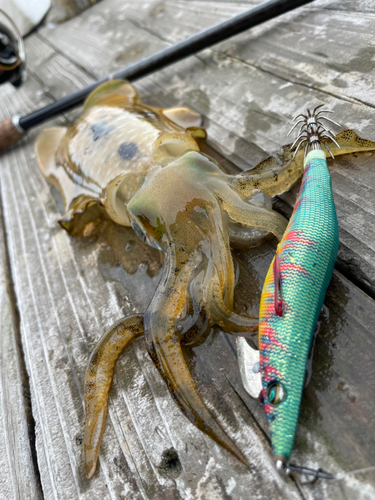 アオリイカの釣果