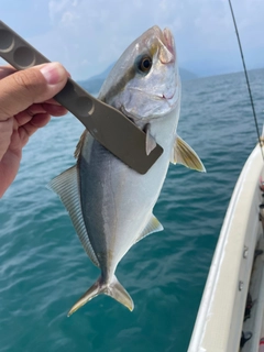 ネリゴの釣果