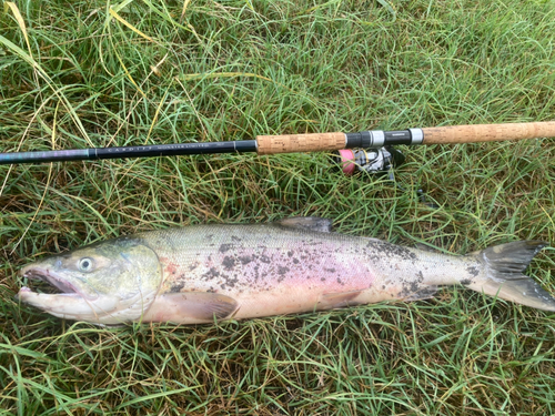 アキアジの釣果