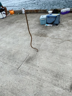 ウミヘビの釣果