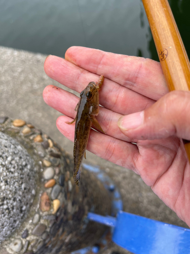 マハゼの釣果