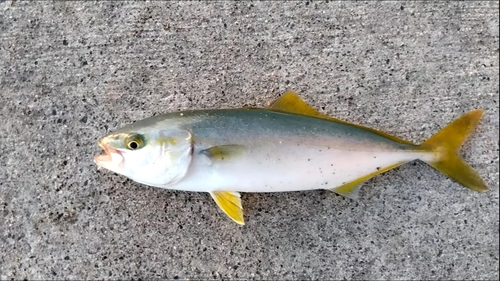 ワカシの釣果