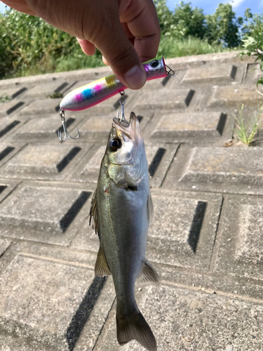 セイゴ（マルスズキ）の釣果