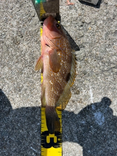 アコウの釣果