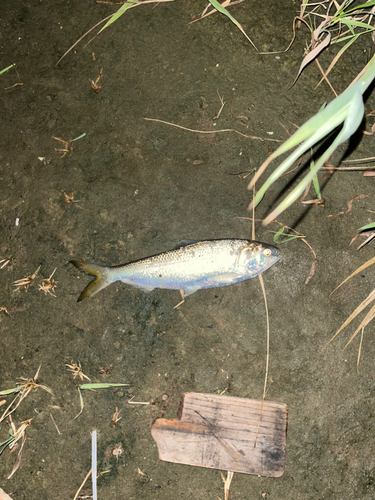 コノシロの釣果