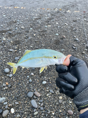 ツバスの釣果