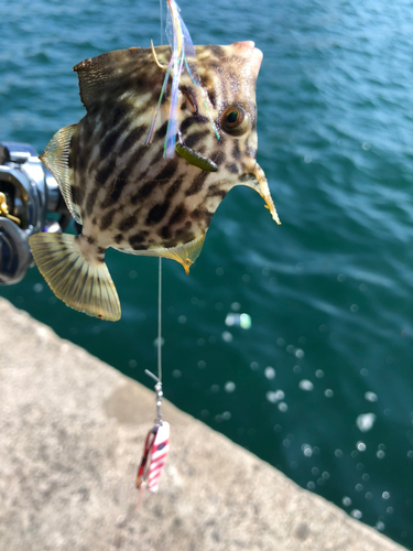 カワハギの釣果