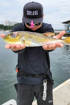 シロサバフグの釣果