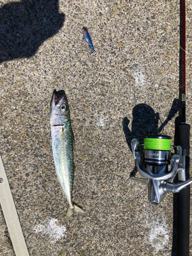 サバの釣果