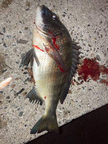 チヌの釣果