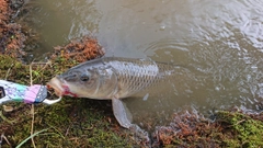 コイの釣果