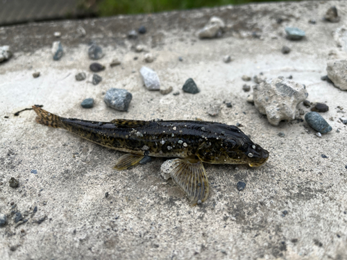 カマツカの釣果