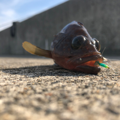 アコウの釣果