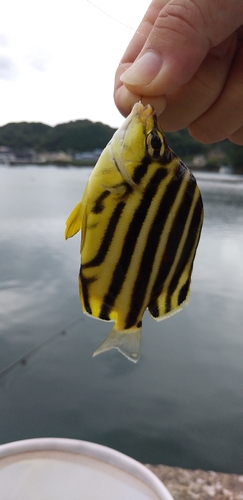 カゴカキダイの釣果