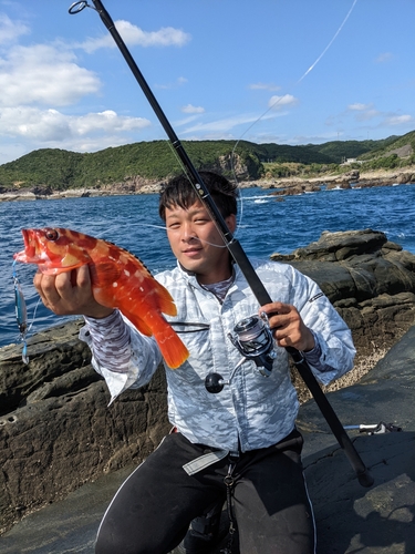 アカハタの釣果