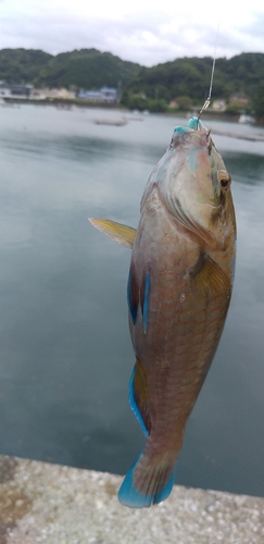 ヒブダイの釣果