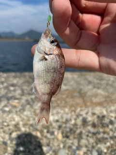 キスの釣果