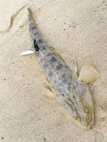 マゴチの釣果