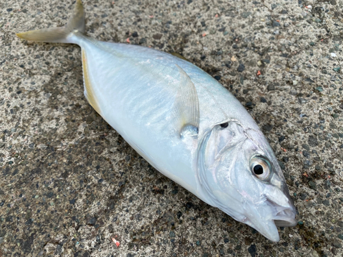 シマアジの釣果