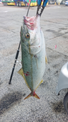 ワカシの釣果