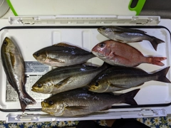 イサキの釣果