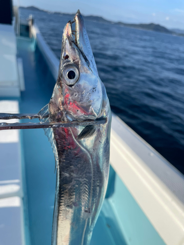 タチウオの釣果