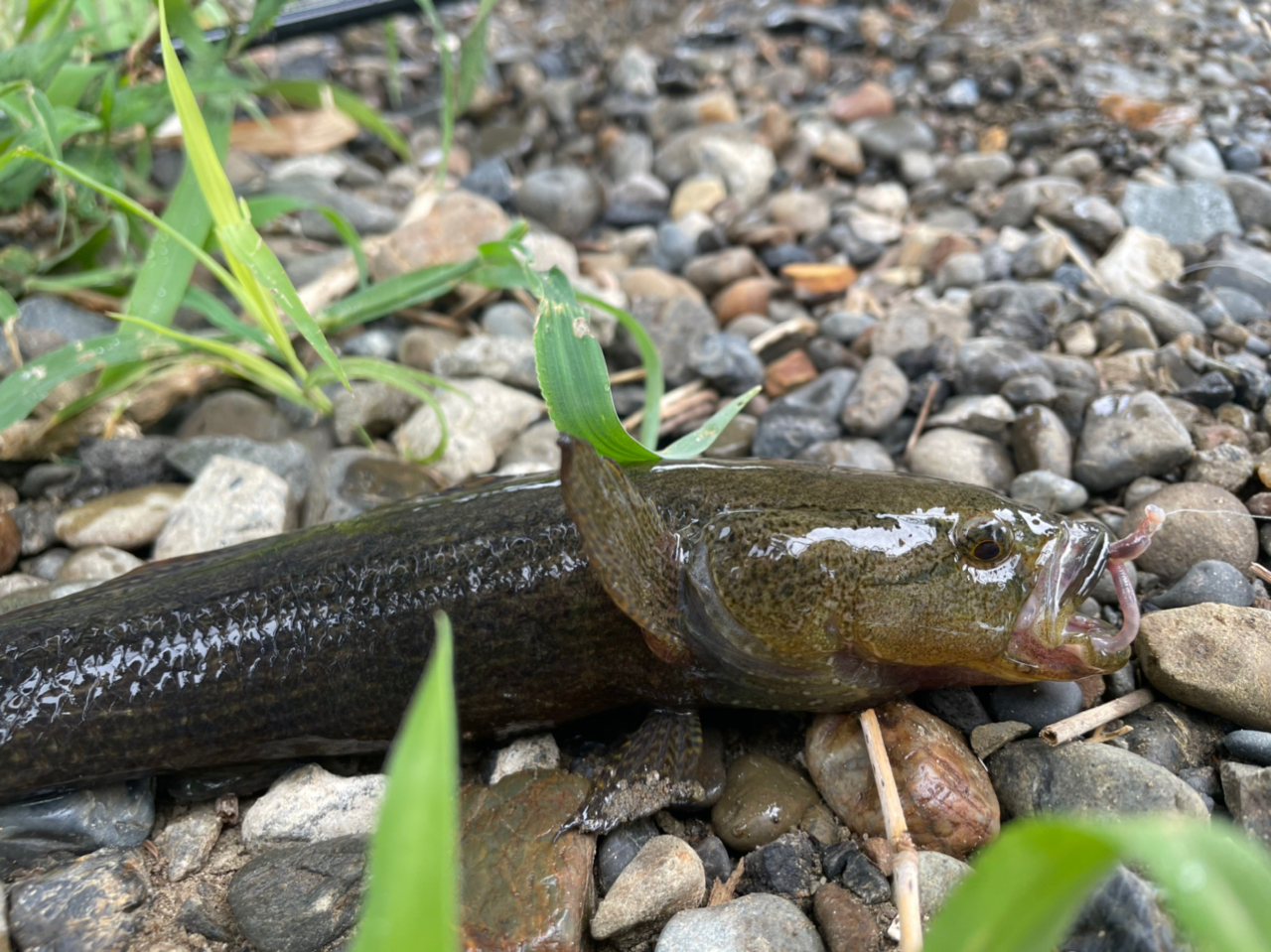 カワアナゴ