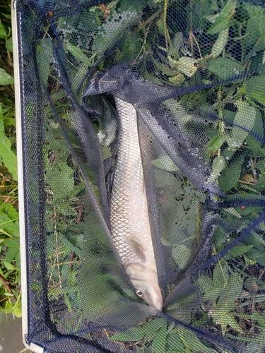 ニゴイの釣果