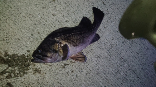 クロソイの釣果