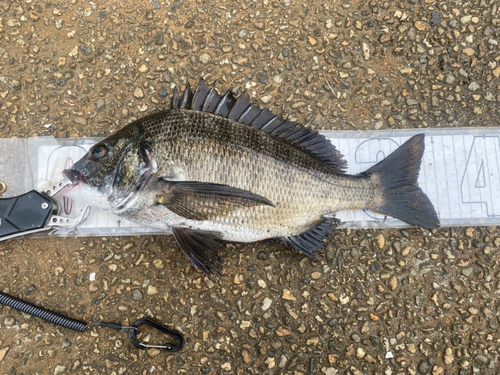 クロダイの釣果