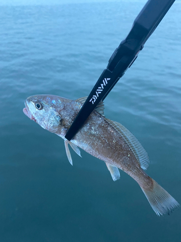 イシモチの釣果