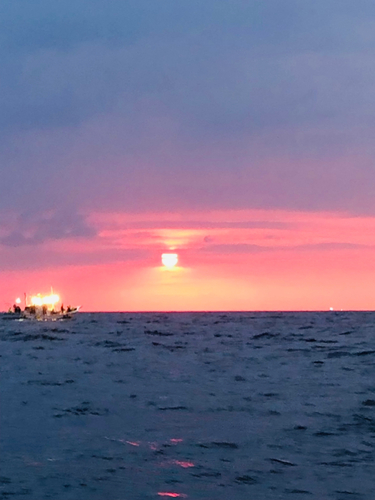 シロイカの釣果